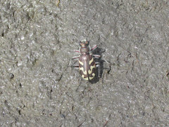 Cicindela tranquebarica kirbyi