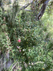 Acrothamnus