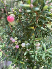 Acrothamnus