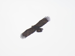 Aquila nipalensis