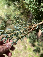 Acrothamnus