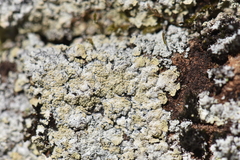 Lepraria membranacea