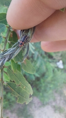 Eudiagogus episcopalis