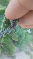 Eudiagogus episcopalis