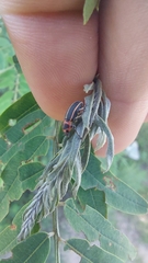 Eudiagogus episcopalis