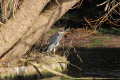 Ardea cinerea
