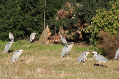 Ardea cinerea