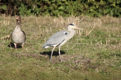 Ardea cinerea