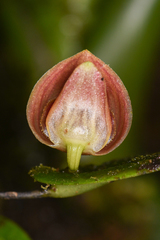 Pleurothallis palliolata