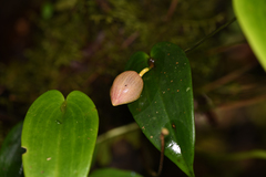 Pleurothallis palliolata