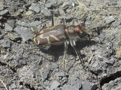 Cicindela tranquebarica kirbyi