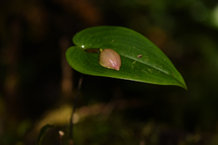 Pleurothallis palliolata