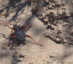 Apterocaulus heterogama