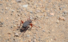 Apterocaulus heterogama