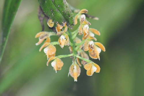 Epidendrum pergameneum Rchb.f. 2