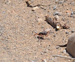 Apterocaulus heterogama