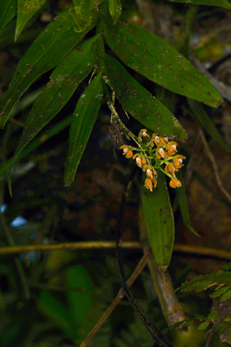 Epidendrum pergameneum Rchb.f. 4