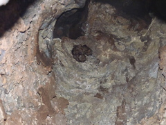 Megaderma spasma