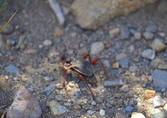 Apterocaulus heterogama