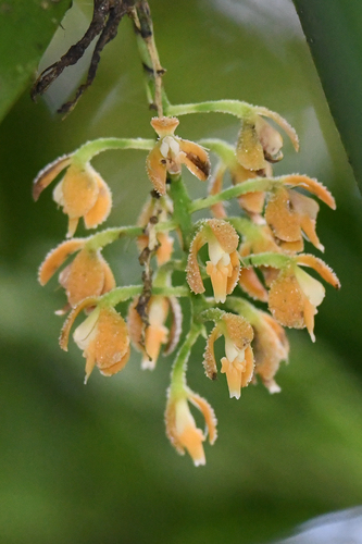 Epidendrum pergameneum Rchb.f.