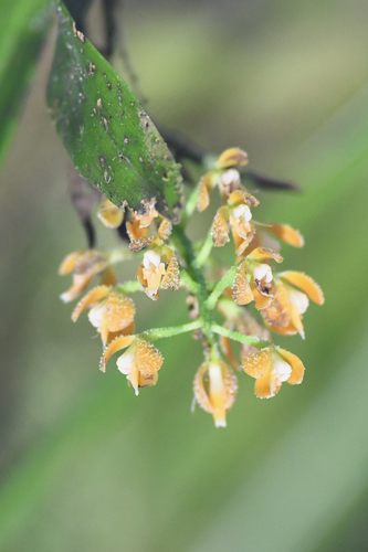 Epidendrum pergameneum Rchb.f. 3