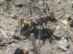Cicindela tranquebarica kirbyi