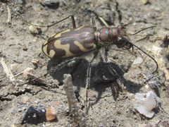 Cicindela tranquebarica kirbyi