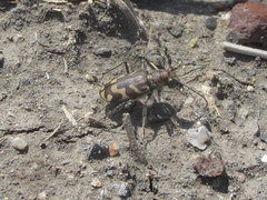 Cicindela tranquebarica kirbyi