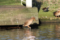 Anas platyrhynchos