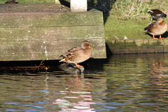 Anas platyrhynchos