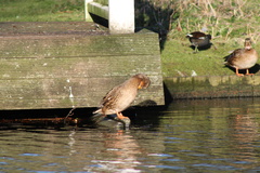 Anas platyrhynchos
