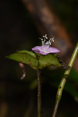 Tradescantia poelliae image