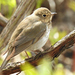 Swainson's Thrush - Photo (c) Joanne Muis Redwood, some rights reserved (CC BY-NC), uploaded by Joanne Muis Redwood