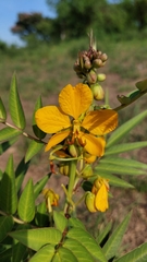 Senna scabriuscula