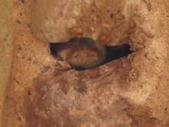 Pipistrellus kuhlii