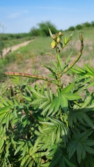 Senna scabriuscula