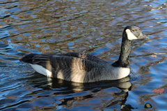 Branta canadensis