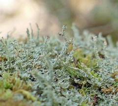 Cladonia beaumontii