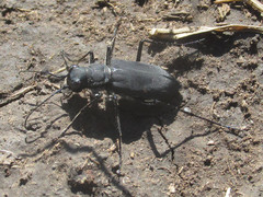 Cicindela obsoleta obsoleta
