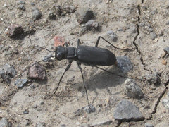 Cicindela obsoleta obsoleta