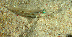 Coryphopterus venezuelae