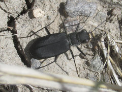 Cicindela obsoleta obsoleta