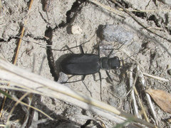 Cicindela obsoleta obsoleta