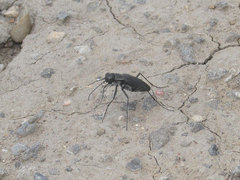 Cicindela obsoleta obsoleta