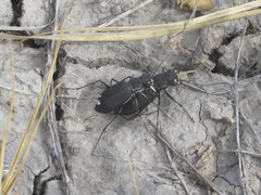 Cicindela obsoleta obsoleta