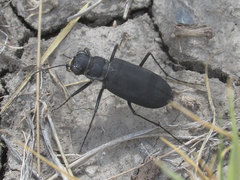Cicindela obsoleta obsoleta