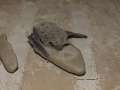 Pipistrellus kuhlii