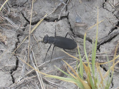 Cicindela obsoleta obsoleta