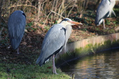 Ardea cinerea