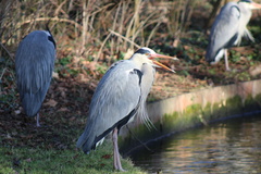 Ardea cinerea